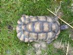 Marginated : Female approx 35 years old (Athena)